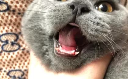 猫咪掉牙齿正常吗