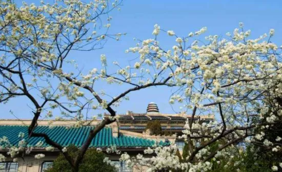3月份武汉的樱花开了吗